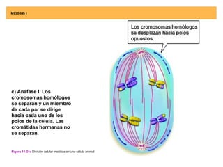 c) Anafase I. Los
cromosomas homólogos
se separan y un miembro
de cada par se dirige
hacia cada uno de los
polos de la célula. Las
cromátidas hermanas no
se separan.


Figura 11-21c División celular meiótica en una célula animal
 