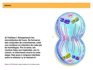 d) Telofase I. Desaparecen los
microtúbulos del huso. Se formaron
dos conjuntos de cromosomas, cada
uno contiene un miembro de cada par
de homólogos. Por lo tanto, los
núcleos hijos son haploides. por lo
común, la citocinesis ocurre en esta
etapa. Hay poca o ninguna interfase
entre la meiosis I y la meiosis II.


Figura 11-21d División celular meiótica en una célula animal
 
