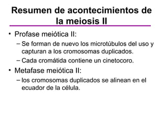 Resumen de acontecimientos de
        la meiosis II
• Profase meiótica II:
  – Se forman de nuevo los microtúbulos del uso y
    capturan a los cromosomas duplicados.
  – Cada cromátida contiene un cinetocoro.
• Metafase meiótica II:
  – los cromosomas duplicados se alinean en el
    ecuador de la célula.
 