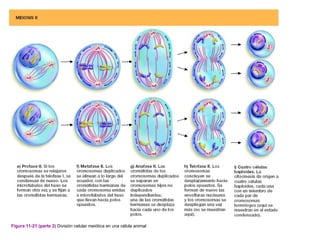 Figura 11-21 (parte 2) División celular meiótica en una célula animal
 