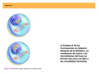 e) Profase II. Si los
                                                               cromosomas se relajaron
                                                               después de la telofase I, se
                                                               condensan de nuevo. Los
                                                               microtúbulos del huso se
                                                               forman otra vez y se fijan a
                                                               las cromátidas hermanas.


Figura 11-21e División celular meiótica en una célula animal
 