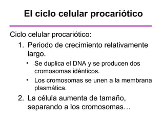 El ciclo celular procariótico

Ciclo celular procariótico:
  1. Periodo de crecimiento relativamente
      largo.
    • Se duplica el DNA y se producen dos
      cromosomas idénticos.
    • Los cromosomas se unen a la membrana
      plasmática.
  2. La célula aumenta de tamaño,
     separando a los cromosomas…
 