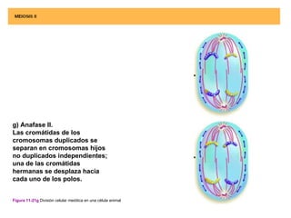 g) Anafase II.
Las cromátidas de los
cromosomas duplicados se
separan en cromosomas hijos
no duplicados independientes;
una de las cromátidas
hermanas se desplaza hacia
cada uno de los polos.


Figura 11-21g División celular meiótica en una célula animal
 