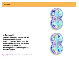 h) Telofase II.
 Los cromosomas concluyen su
 desplazamiento hacia
 polos opuestos. Se forman de
 nuevo las envolturas nucleares
 y los cromosomas se
 despliegan una vez más (no se
 muestran aquí).

Figura 11-21h División celular meiótica en una célula animal
 
