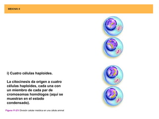 i) Cuatro células haploides.

 La citocinesis da origen a cuatro
 células haploides, cada una con
 un miembro de cada par de
 cromosomas homólogos (aquí se
 muestran en el estado
 condensado).

Figura 11-21i División celular meiótica en una célula animal
 