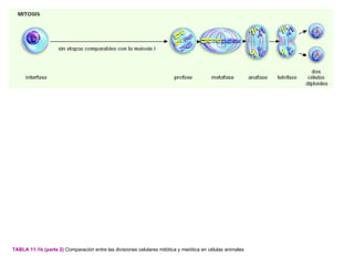 TABLA 11-1b (parte 2) Comparación entre las divisiones celulares mitótica y meiótica en células animales
 