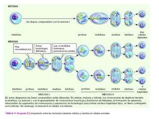 TABLA 11-1b (parte 2) Comparación entre las divisiones celulares mitótica y meiótica en células animales
 