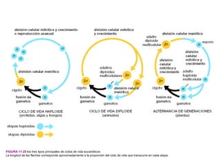 FIGURA 11-25 los tres tipos principales de ciclos de vida eucarióticos
La longitud de las flechas corresponde aproximadamente a la proporción del ciclo de vida que transcurre en cada etapa.
 