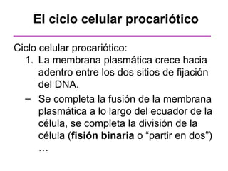 El ciclo celular procariótico

Ciclo celular procariótico:
  1. La membrana plasmática crece hacia
      adentro entre los dos sitios de fijación
      del DNA.
  – Se completa la fusión de la membrana
      plasmática a lo largo del ecuador de la
      célula, se completa la división de la
      célula (fisión binaria o “partir en dos”)
      …
 