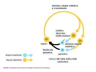 FIGURA 11-25 (parte 2) los tres tipos principales de ciclos de vida eucarióticos
 