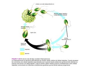 FIGURA 11-26 El ciclo de vida del alga unicelular Chlamydomonas
La Chlamydomonas se reproduce asexualmente por división celular mitótica de células haploides. Cuando escasean
los nutrimentos, las células haploides especializadas (por lo general desde poblaciones genéticamente distintas) se
fusionan para formar una célula diploide. Luego la división celular meiótica produce inmediatamente cuatro células
haploides, comúnmente con diferentes composiciones genéticas que las demás cadenas progenitoras.
 