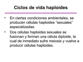 Ciclos de vida haploides

•   En ciertas condiciones ambientales, se
    producen células haploides “sexuales”
    especializadas.
•   Dos células haploides sexuales se
    fusionan y forman una célula diploide, la
    cual de inmediato sufre meiosis y vuelve a
    producir células haploides.
 