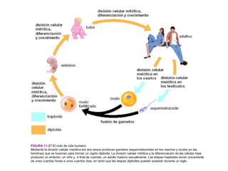 FIGURA 11-27 El ciclo de vida humano
Mediante la división celular meiótica los dos sexos producen gametos (espermatozoides en los machos y óvulos en las
hembras) que se fusionan para formar un cigoto diploide. La división celular mitótica y la diferenciación de las células hijas
producen un embrión, un niño y, a final de cuentas, un adulto maduro sexualmente. Las etapas haploides duran únicamente
de unas cuantas horas a unos cuantos días; en tanto que las etapas diploides pueden subsistir durante un siglo.
 