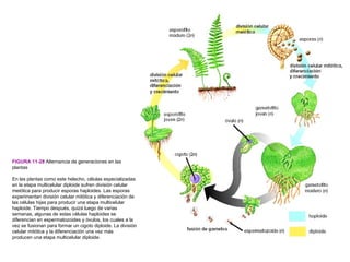 FIGURA 11-28 Alternancia de generaciones en las
plantas

En las plantas como este helecho, células especializadas
en la etapa multicelular diploide sufren división celular
meiótica para producir esporas haploides. Las esporas
experimentan división celular mitótica y diferenciación de
las células hijas para producir una etapa multicelular
haploide. Tiempo después, quizá luego de varias
semanas, algunas de estas células haploides se
diferencian en espermatozoides y óvulos, los cuales a la
vez se fusionan para formar un cigoto diploide. La división
celular mitótica y la diferenciación una vez más
producen una etapa multicelular diploide.
 