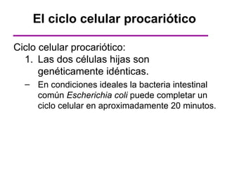 El ciclo celular procariótico

Ciclo celular procariótico:
  1. Las dos células hijas son
      genéticamente idénticas.
  – En condiciones ideales la bacteria intestinal
    común Escherichia coli puede completar un
    ciclo celular en aproximadamente 20 minutos.
 