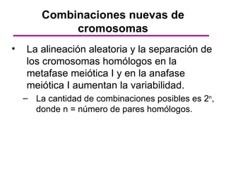 Combinaciones nuevas de
             cromosomas
•   La alineación aleatoria y la separación de
    los cromosomas homólogos en la
    metafase meiótica I y en la anafase
    meiótica I aumentan la variabilidad.
    – La cantidad de combinaciones posibles es 2n,
      donde n = número de pares homólogos.
 