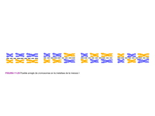 FIGURA 11-29 Posible arreglo de cromosomas en la metafase de la meiosis I
 