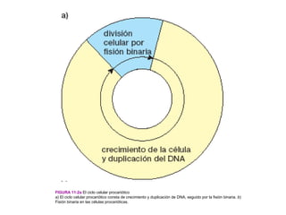 FIGURA 11-2a El ciclo celular procariótico
a) El ciclo celular procariótico consta de crecimiento y duplicación de DNA, seguido por la fisión binaria. b)
Fisión binaria en las células procarióticas.
 