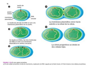 FIGURA 11-2b El ciclo celular procariótico
a) El ciclo celular procariótico consta de crecimiento y duplicación de DNA, seguido por la fisión binaria. b) Fisión binaria en las células procarióticas.
 