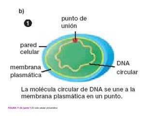 FIGURA 11-2b (parte 1) El ciclo celular procariótico
 