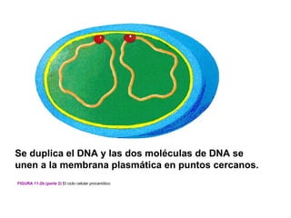 Se duplica el DNA y las dos moléculas de DNA se
unen a la membrana plasmática en puntos cercanos.
FIGURA 11-2b (parte 2) El ciclo celular procariótico
 