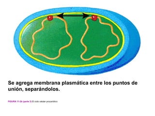 Se agrega membrana plasmática entre los puntos de
unión, separándolos.

FIGURA 11-2b (parte 3) El ciclo celular procariótico
 