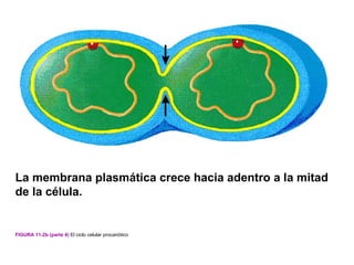 La membrana plasmática crece hacia adentro a la mitad
de la célula.


FIGURA 11-2b (parte 4) El ciclo celular procariótico
 