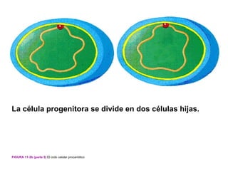 La célula progenitora se divide en dos células hijas.




FIGURA 11-2b (parte 5) El ciclo celular procariótico
 