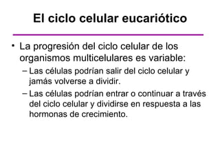 El ciclo celular eucariótico

• La progresión del ciclo celular de los
  organismos multicelulares es variable:
  – Las células podrían salir del ciclo celular y
    jamás volverse a dividir.
  – Las células podrían entrar o continuar a través
    del ciclo celular y dividirse en respuesta a las
    hormonas de crecimiento.
 