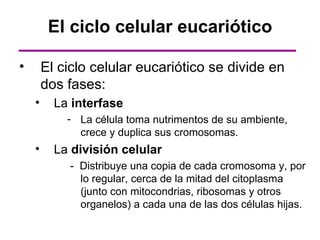 El ciclo celular eucariótico

•       El ciclo celular eucariótico se divide en
        dos fases:
    •     La interfase
            - La célula toma nutrimentos de su ambiente,
              crece y duplica sus cromosomas.
    •     La división celular
            - Distribuye una copia de cada cromosoma y, por
              lo regular, cerca de la mitad del citoplasma
              (junto con mitocondrias, ribosomas y otros
              organelos) a cada una de las dos células hijas.
 
