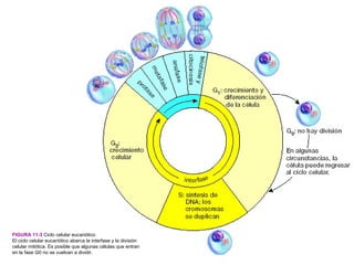 FIGURA 11-3 Ciclo celular eucariótico
El ciclo celular eucariótico abarca la interfase y la división
celular mitótica. Es posible que algunas células que entran
en la fase G0 no se vuelvan a dividir.
 