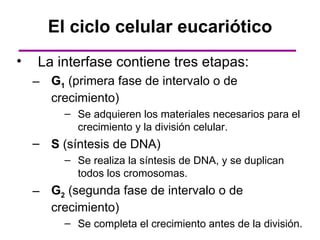 El ciclo celular eucariótico
•   La interfase contiene tres etapas:
    – G1 (primera fase de intervalo o de
      crecimiento)
         – Se adquieren los materiales necesarios para el
           crecimiento y la división celular.
    – S (síntesis de DNA)
         – Se realiza la síntesis de DNA, y se duplican
           todos los cromosomas.
    – G2 (segunda fase de intervalo o de
      crecimiento)
         – Se completa el crecimiento antes de la división.
 