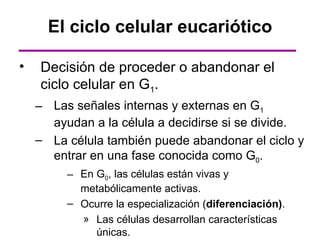 El ciclo celular eucariótico

•   Decisión de proceder o abandonar el
    ciclo celular en G1.
    – Las señales internas y externas en G1
      ayudan a la célula a decidirse si se divide.
    – La célula también puede abandonar el ciclo y
      entrar en una fase conocida como G0.
         – En G0, las células están vivas y
           metabólicamente activas.
         – Ocurre la especialización (diferenciación).
           » Las células desarrollan características
              únicas.
 