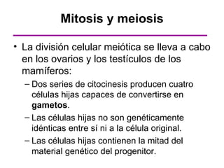 Mitosis y meiosis

• La división celular meiótica se lleva a cabo
  en los ovarios y los testículos de los
  mamíferos:
  – Dos series de citocinesis producen cuatro
    células hijas capaces de convertirse en
    gametos.
  – Las células hijas no son genéticamente
    idénticas entre sí ni a la célula original.
  – Las células hijas contienen la mitad del
    material genético del progenitor.
 