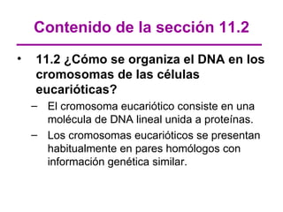 Contenido de la sección 11.2
•   11.2 ¿Cómo se organiza el DNA en los
    cromosomas de las células
    eucarióticas?
    – El cromosoma eucariótico consiste en una
      molécula de DNA lineal unida a proteínas.
    – Los cromosomas eucarióticos se presentan
      habitualmente en pares homólogos con
      información genética similar.
 