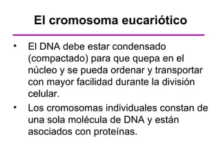 El cromosoma eucariótico

•   El DNA debe estar condensado
    (compactado) para que quepa en el
    núcleo y se pueda ordenar y transportar
    con mayor facilidad durante la división
    celular.
•   Los cromosomas individuales constan de
    una sola molécula de DNA y están
    asociados con proteínas.
 