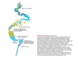 FIGURA 11-4 Estructura del cromosoma
Un cromosoma eucariótico contiene una sola molécula de DNA lineal
(arriba), que en los seres humanos es de aproximadamente 14 a 73
milímetros (mm) de largo y 2 nanómetros (nm) de diámetro. El DNA
se enrolla alrededor de proteínas llamadas histonas y forma nucleosomas
que son las unidades de empaquetamiento del DNA (parte media);
esto reduce la longitud a cerca de un sexto de la original. Otras
proteínas enrollan los nucleosomas adyacentes, como el perro de juguete
Slinky, reduciendo así la longitud en otro factor de 6 o 7. Las
espirales de DNA y sus proteínas asociadas están unidas en bucles
para mantener las espirales de proteínas más grandes “como andamio”
para completar el cromosoma (abajo). Todo este envoltorio y enroscado
hace que el cromosoma de la interfase extendido sea
aproximadamente 1000 veces más corto que la molécula de DNA que
contiene. Incluso otras proteínas producen otra condensación de cerca
de 10 veces durante la división celular (véase la figura 11-6).
 