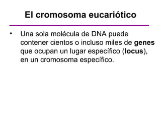 El cromosoma eucariótico

•   Una sola molécula de DNA puede
    contener cientos o incluso miles de genes
    que ocupan un lugar específico (locus),
    en un cromosoma específico.
 