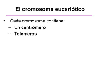 El cromosoma eucariótico

•    Cada cromosoma contiene:
    – Un centrómero
    – Telómeros
 