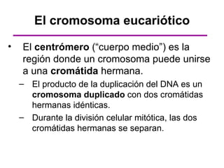 El cromosoma eucariótico

•   El centrómero (“cuerpo medio”) es la
    región donde un cromosoma puede unirse
    a una cromátida hermana.
    – El producto de la duplicación del DNA es un
      cromosoma duplicado con dos cromátidas
      hermanas idénticas.
    – Durante la división celular mitótica, las dos
      cromátidas hermanas se separan.
 