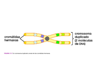 FIGURA 11-7 Un cromosoma duplicado consta de dos cromátidas hermanas
 