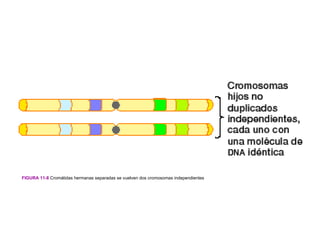 FIGURA 11-8 Cromátidas hermanas separadas se vuelven dos cromosomas independientes
 