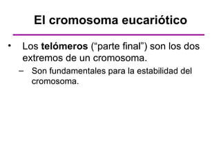El cromosoma eucariótico

•   Los telómeros (“parte final”) son los dos
    extremos de un cromosoma.
    – Son fundamentales para la estabilidad del
      cromosoma.
 