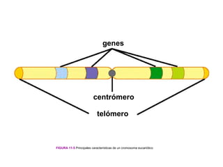 genes




                         centrómero

                            telómero



FIGURA 11-5 Principales características de un cromosoma eucariótico
 