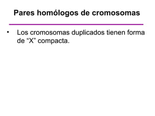 Pares homólogos de cromosomas

•   Los cromosomas duplicados tienen forma
    de “X” compacta.
 