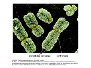 FIGURA 11-6 Cromosomas humanos durante la mitosis
El DNA y las proteínas asociadas de estos cromosomas humanos duplicados se han enroscado para formar las
gruesas y cortas cromátidas hermanas unidas por el centrómero. Cada cadena visible de “textura” es un lazo de DNA.
Durante la división celular, los cromosomas condensados tienen de 5 a 20 micrómetros de largo.
 
