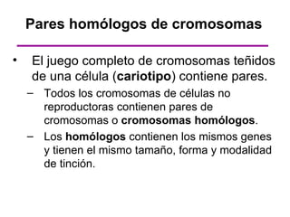 Pares homólogos de cromosomas

•   El juego completo de cromosomas teñidos
    de una célula (cariotipo) contiene pares.
    – Todos los cromosomas de células no
      reproductoras contienen pares de
      cromosomas o cromosomas homólogos.
    – Los homólogos contienen los mismos genes
      y tienen el mismo tamaño, forma y modalidad
      de tinción.
 