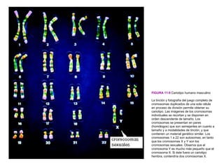FIGURA 11-9 Cariotipo humano masculino

La tinción y fotografía del juego completo de
cromosomas duplicados de una sola célula
en proceso de división permite obtener su
cariotipo. Las imágenes de los cromosomas
individuales se recortan y se disponen en
orden descendente de tamaño. Los
cromosomas se presentan en pares
(homólogos) que son semejantes en cuanto a
tamaño y a modalidades de tinción, y que
contienen un material genético similar. Los
cromosomas 1 a 22 son autosomas; en tanto
que los cromosomas X y Y son los
cromosomas sexuales. Observa que el
cromosoma Y es mucho más pequeño que el
cromosoma X. Si éste fuera un cariotipo
hembra, contendría dos cromosomas X.
 