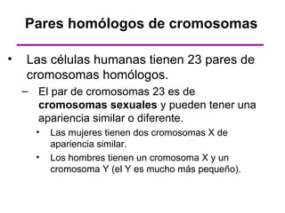 Pares homólogos de cromosomas

•   Las células humanas tienen 23 pares de
    cromosomas homólogos.
    – El par de cromosomas 23 es de
      cromosomas sexuales y pueden tener una
      apariencia similar o diferente.
      •   Las mujeres tienen dos cromosomas X de
          apariencia similar.
      •   Los hombres tienen un cromosoma X y un
          cromosoma Y (el Y es mucho más pequeño).
 