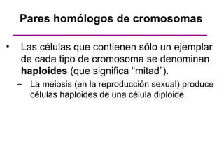 Pares homólogos de cromosomas

•   Las células que contienen sólo un ejemplar
    de cada tipo de cromosoma se denominan
    haploides (que significa “mitad”).
    – La meiosis (en la reproducción sexual) produce
      células haploides de una célula diploide.
 
